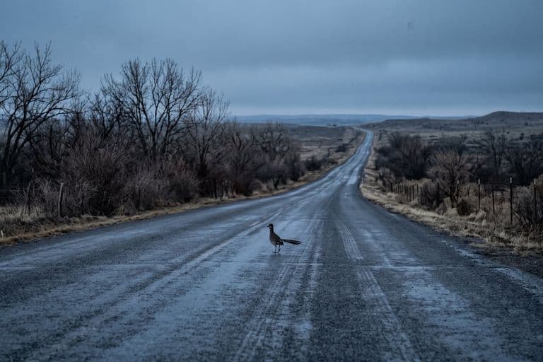 A road runner alone on an empty stretch of wet tarmac at dawn, long empty road ahead, cold blue-grey light